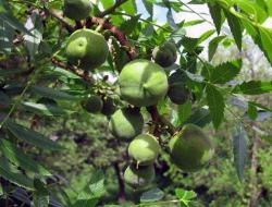 В моем саду прижился и растет чекалкин орех Размножение и выращивание чекалкина ореха, ксантоцераса