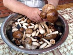 Лучшие рецепты маринованных грибов на зиму в банках с уксусом Вкусные маринованные грибы на зиму пошаговые рецепты