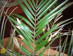 Болезни финиковой пальмы Коричневые пятна на стеблях пальм